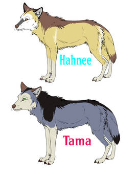 Hahnee and Tama