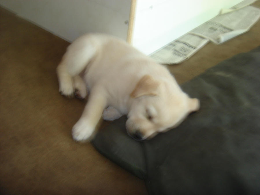 puppy sleeping