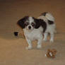 Gidget: full body shot