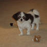 Gidget: full body shot