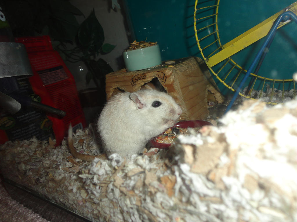 Heidi the gerbil 1