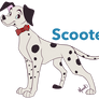 Scooter the Dalmatian
