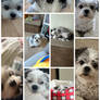 gidget