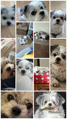 gidget