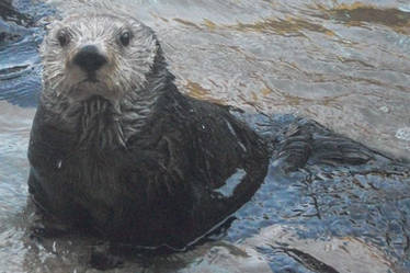 Sea Otter