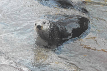 Another Sea Otter