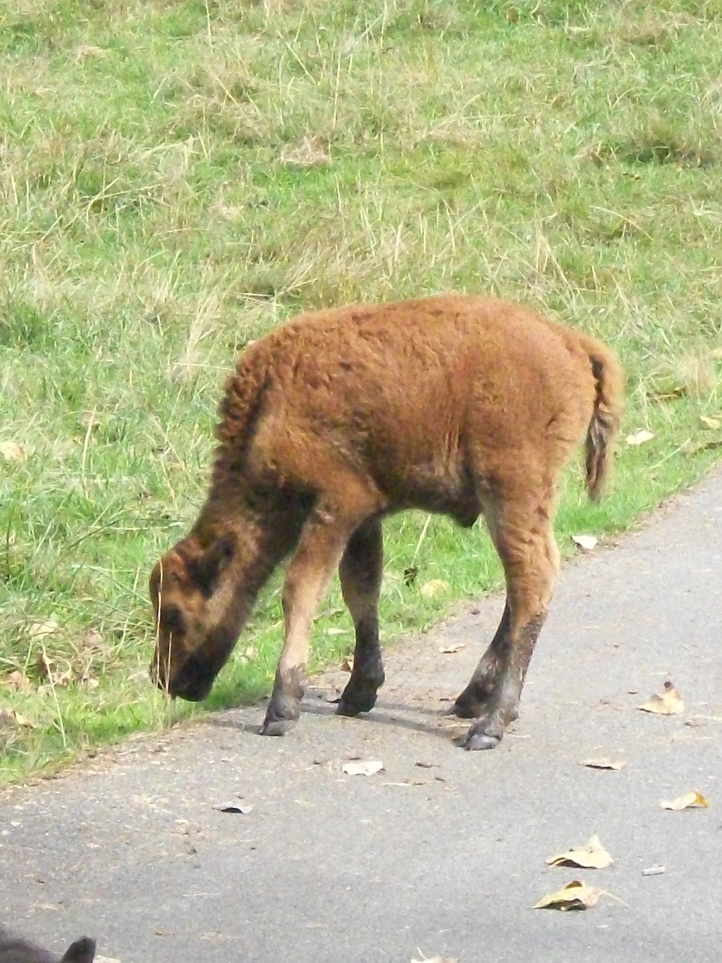 Baby Bison.