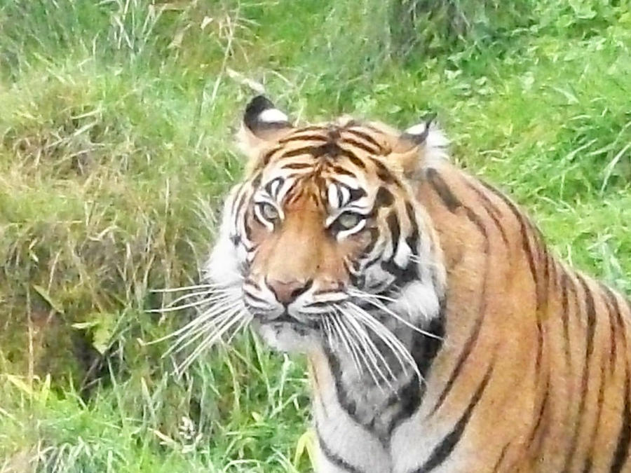 Jaya, the sumatrian tiger at PDZA