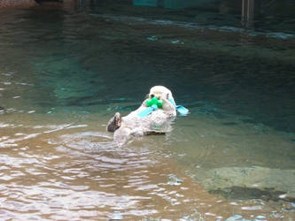 Otter with toy