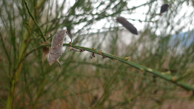 Scotchbroom