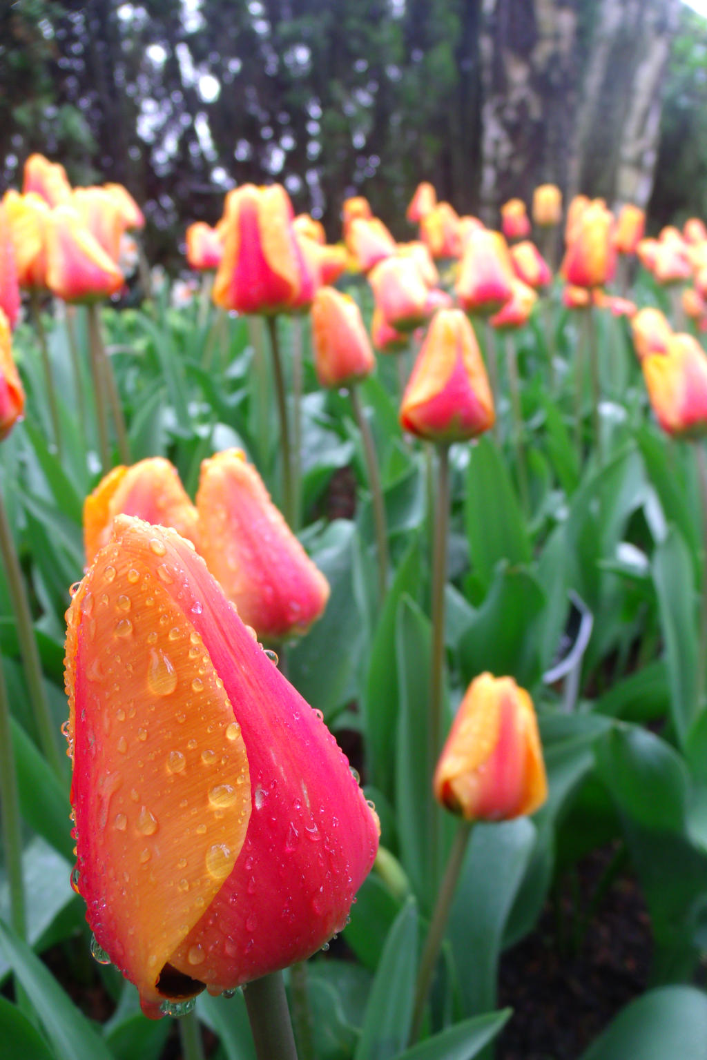 More flowers