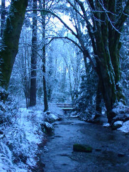 Snow at Belfair state park