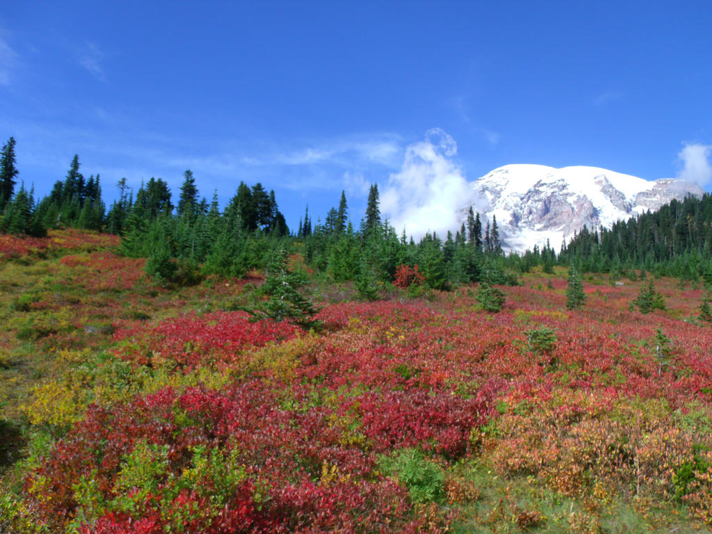 Fall at Mount Rainier National Park