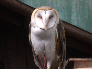 Barn Owl 01