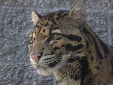 Clouded Leopard 01