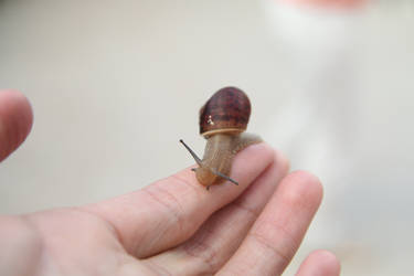 Snail