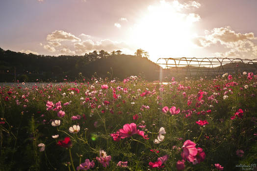 Flower Field