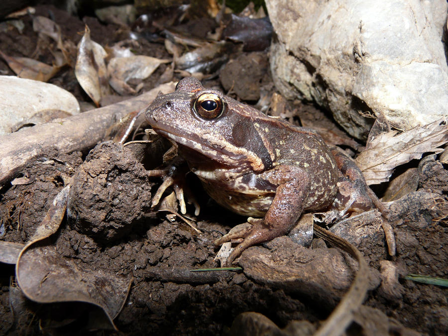 European common frog