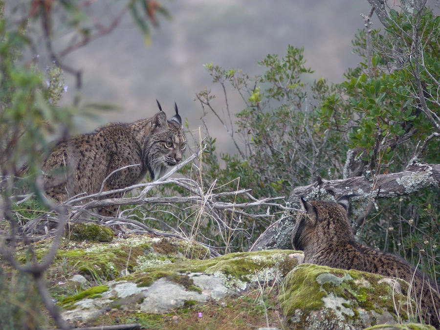 Lynxes in love