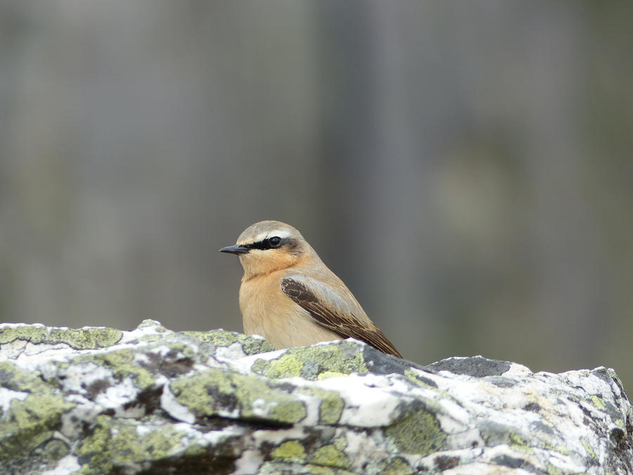 Northern Wheatear