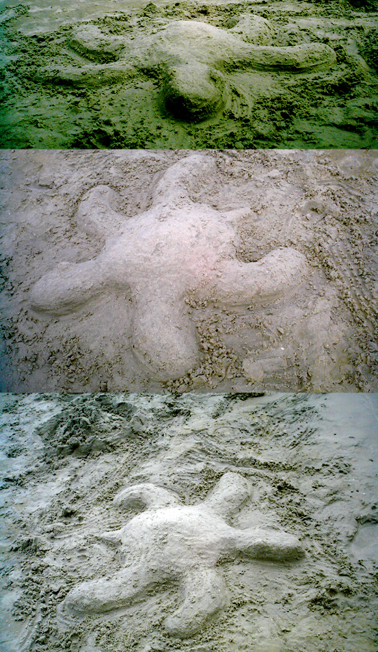 Sand Turtle