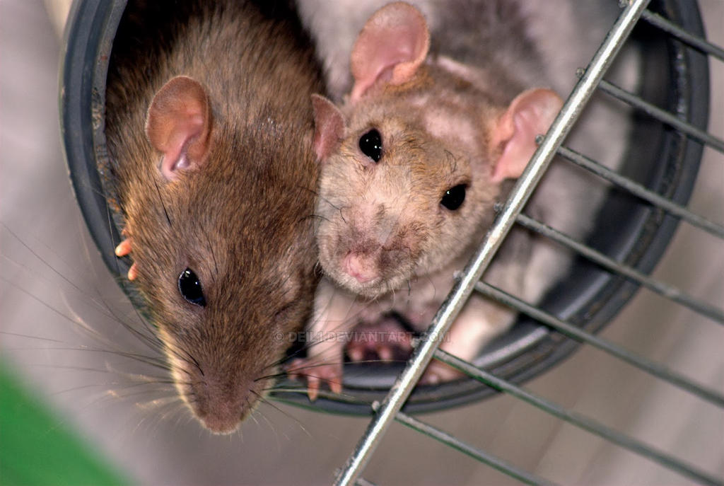 My Rats by deil1 on DeviantArt