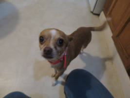 Nippy the Chihuahua Pit