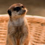 meerkat