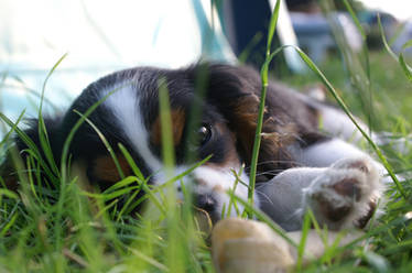 Dog laying in the Grass