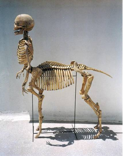 Centaur fossil