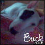 R.I.P. Buck