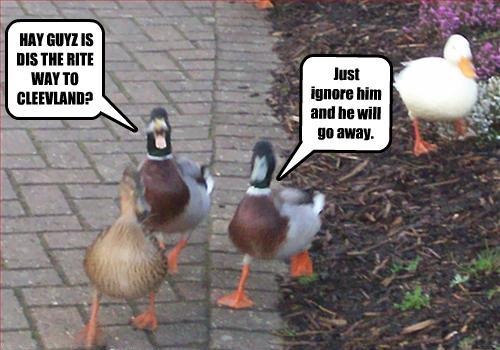 LOL Ducks