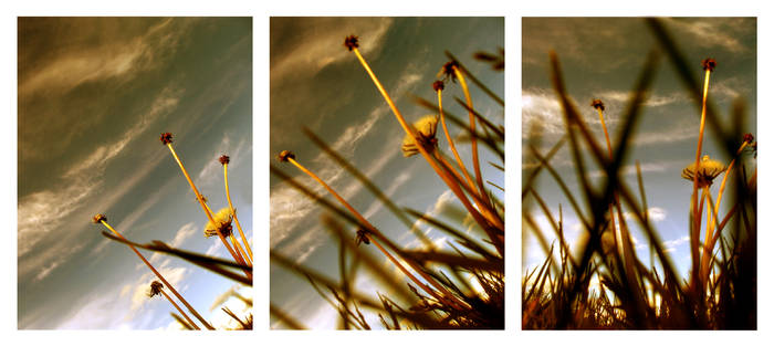 Subtle Sky as the Grass Grows