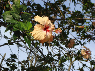 Hibiscus Tree