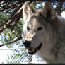 Cheyenne the Healing Wolf