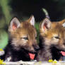 Wolf Cub digi paint