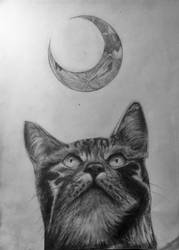 Cat and Moon