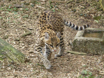 Ocelot