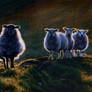 sheeps