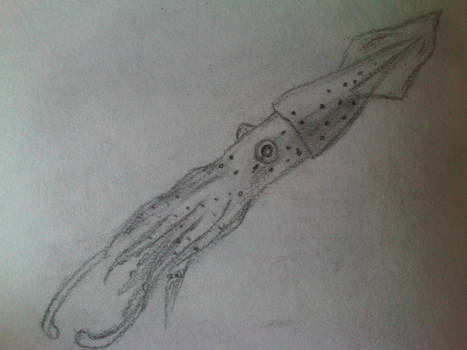 Pencil Squid