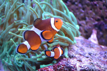 Nemo and Marlin