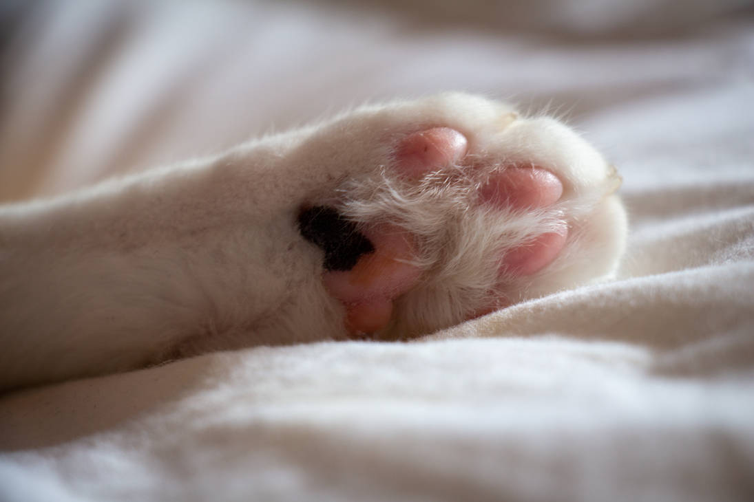 Test du bbcode FluxBB