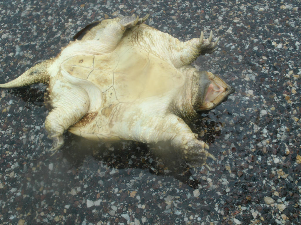 The Turtle Flipped by General-Kool-Aid on DeviantArt