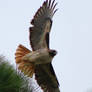 Red tailed hawk