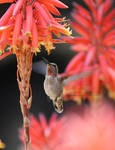 Hummingbird Drinking by The-SixthLeafClover