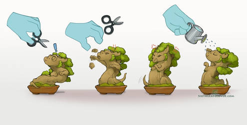 How to take care of your Bonsai Dragon