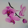 Orchids