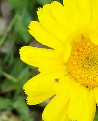 Yellow Flower with a Little Fly