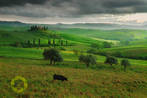 Val d'Orcia cow /Tuscany by JPawlak