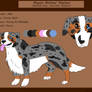 Australian Shepherd Custom